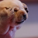 十二星座喜歡“裝”什麼